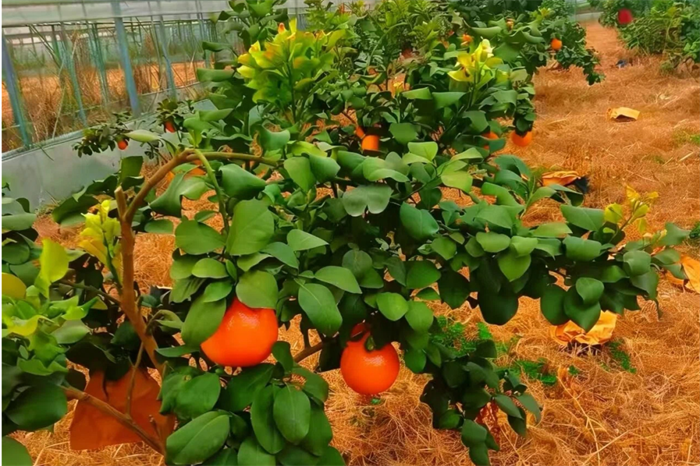 /uploads/image/2026/02/02/9bf05e45996b532bbd9a5c365a573b31.png 2.png